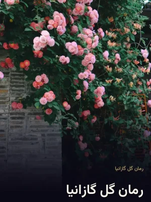 رمان گل گازانیا