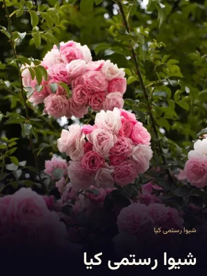 شیوا رستمی کیا