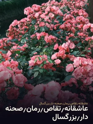 عاشقانه٫تقاص٫رمان٫صحنه دار٫بزرگسال